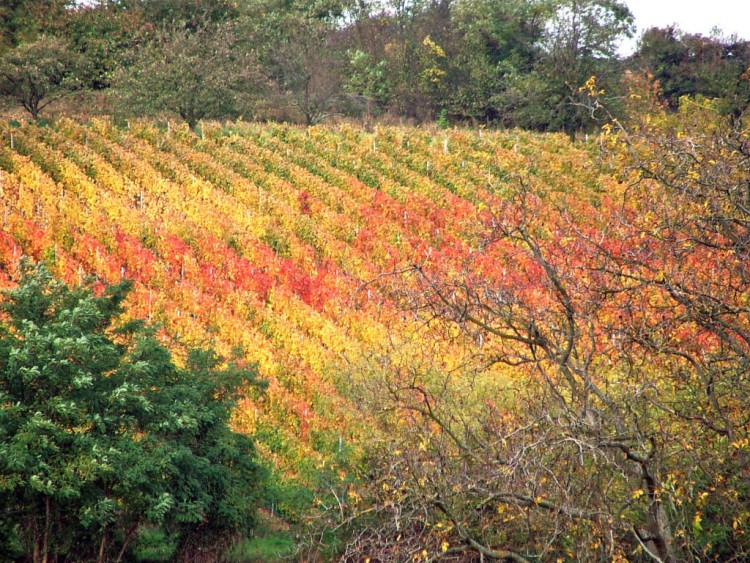 Wallpapers Nature Seasons - Fall Vignoble du Kochersberg...