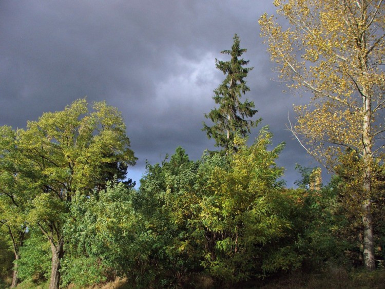 Fonds d'cran Nature Arbres - Forts Temps orageux, une pointe de soleil...