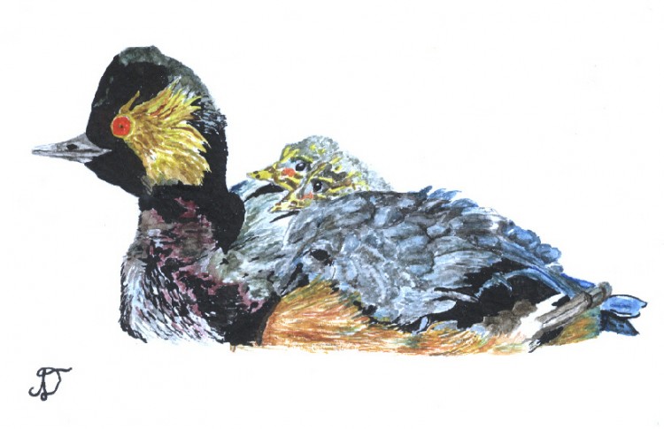 Fonds d'cran Art - Peinture Rapaces et oiseaux grebe  cou noir