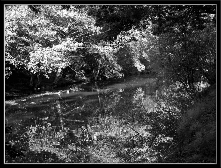 Fonds d'cran Nature Lacs - Etangs Etang-noir et blanc