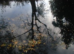 Fonds d'cran Nature Reflets