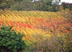 Wallpapers Nature Vignoble du Kochersberg...