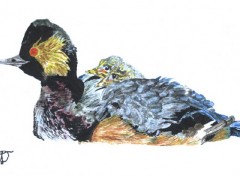 Fonds d'cran Art - Peinture grebe  cou noir