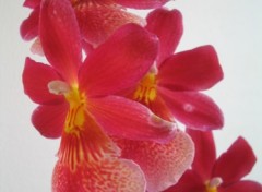 Fonds d'cran Nature Grappe d'orchides