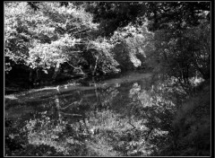 Fonds d'cran Nature Etang-noir et blanc