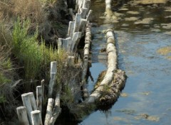 Wallpapers Nature reflets dans le marais