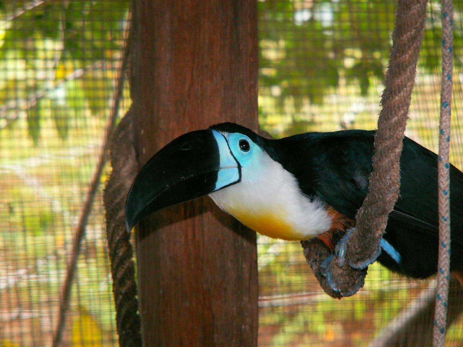 Fonds d'cran Animaux Oiseaux - Toucans Toucan