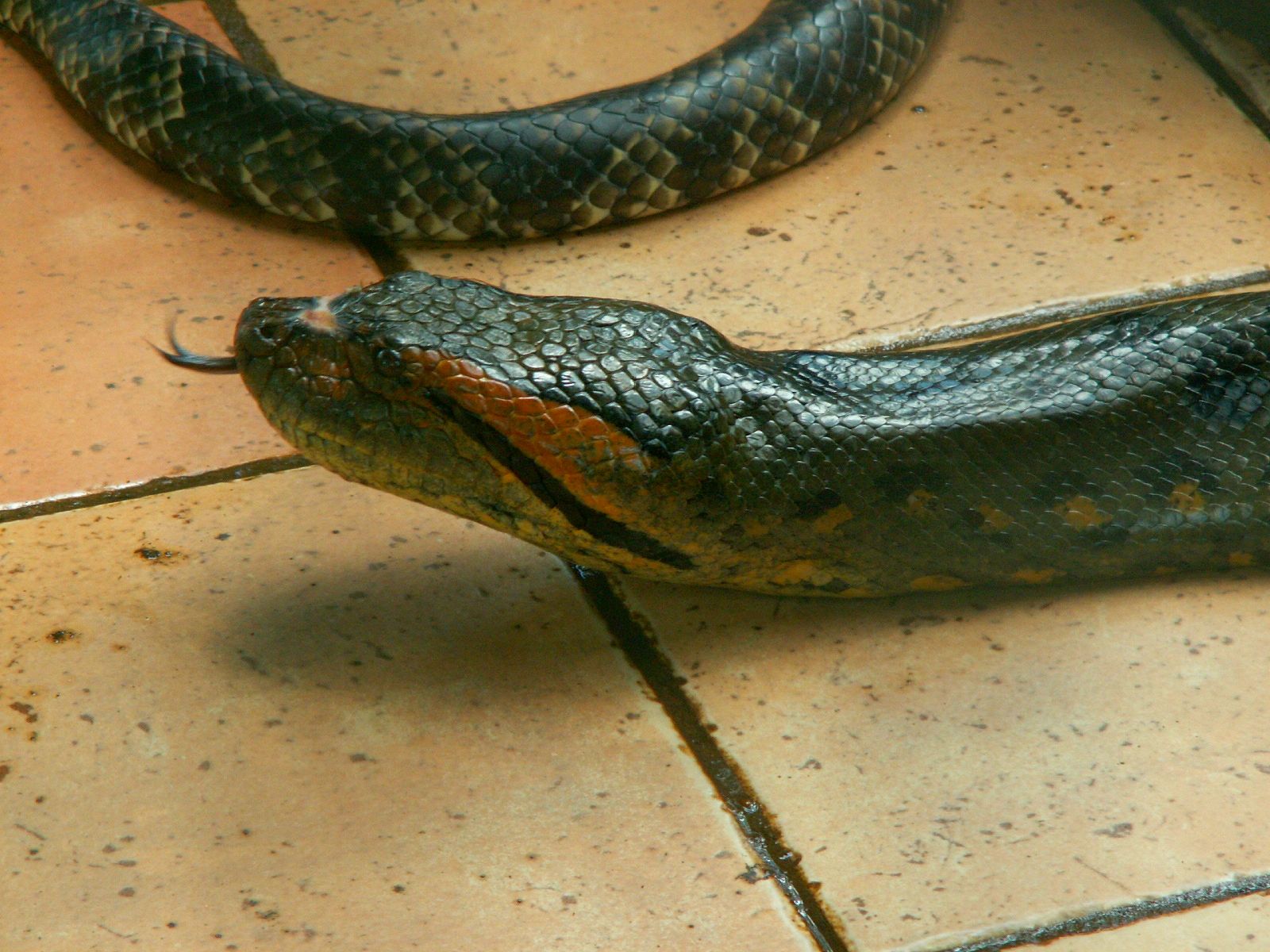 Fonds d'cran Animaux Serpents Anaconda