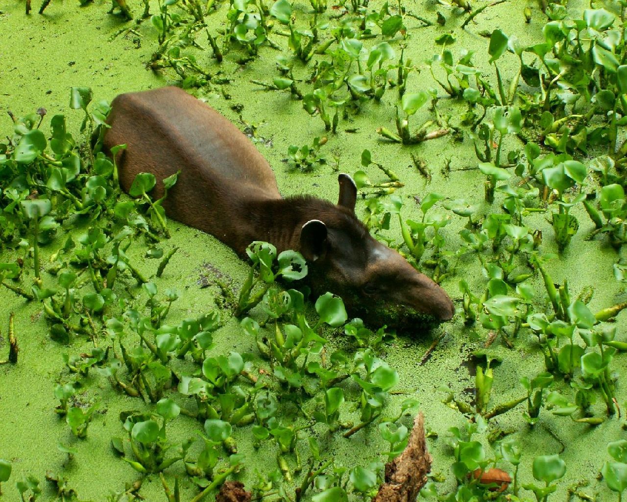 Fonds d'cran Animaux Divers Tapir ou Mapouri