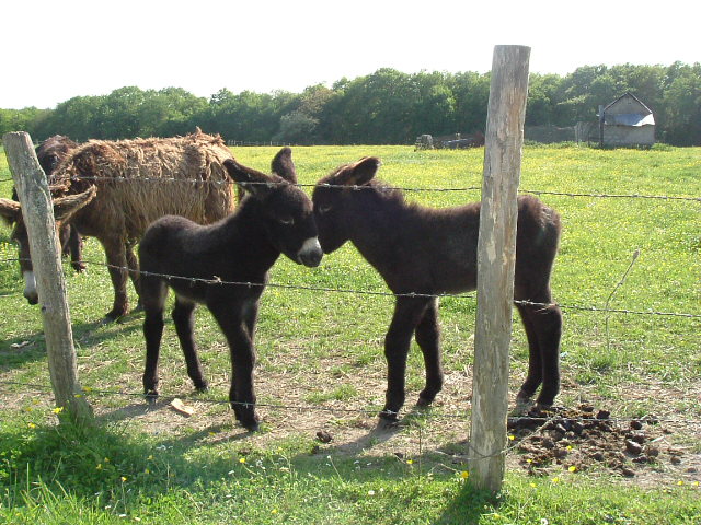 Wallpapers Animals Donkeys Notre poney club !