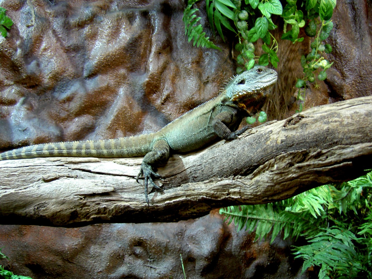 Wallpapers Animals Lizards - Iguanas Iguane d'Australie