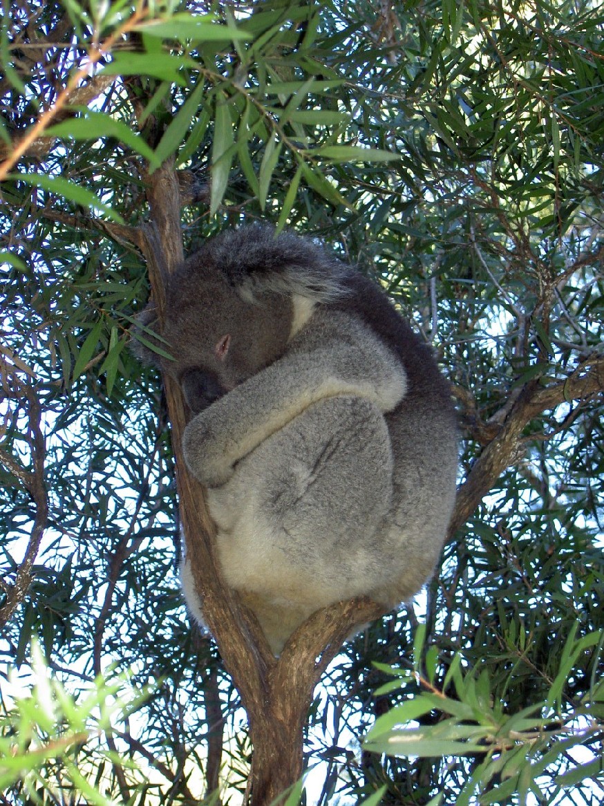 Fonds d'cran Animaux Divers Koala d'Australie