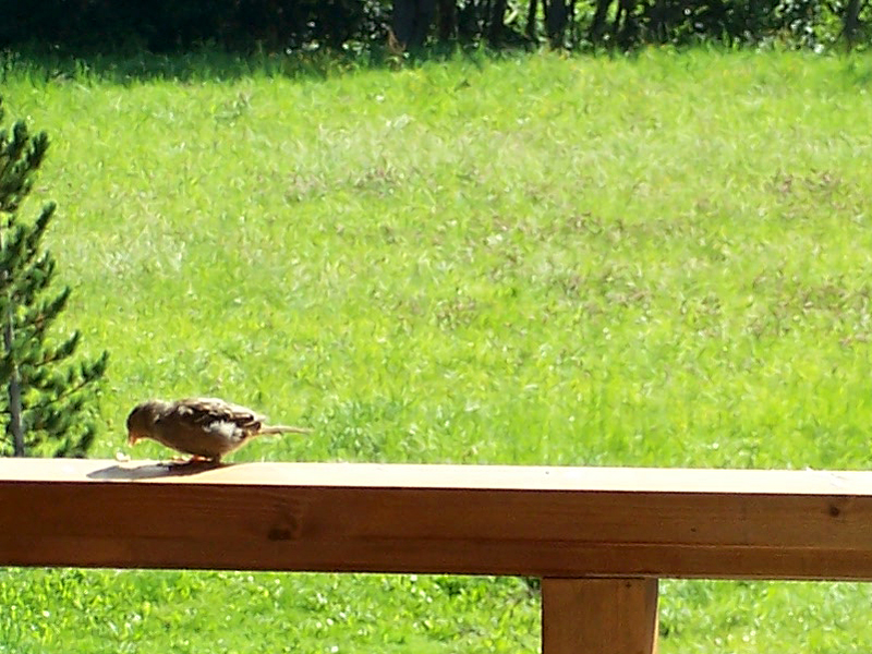 Fonds d'cran Animaux Oiseaux - Moineaux un moineau