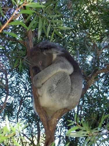 Wallpapers Animals Miscellaneous Koala d'Australie