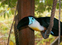 Fonds d'cran Animaux Toucan