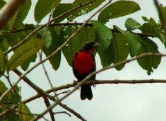 Fonds d'cran Animaux Rouge gorge