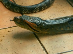 Fonds d'cran Animaux Anaconda