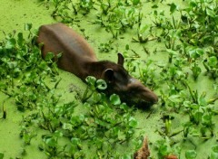 Fonds d'cran Animaux Tapir ou Mapouri