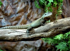 Fonds d'cran Animaux Iguane d'Australie