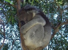 Fonds d'cran Animaux Koala d'Australie