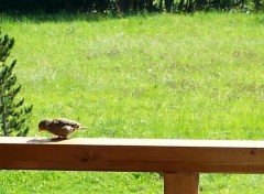 Fonds d'cran Animaux un moineau