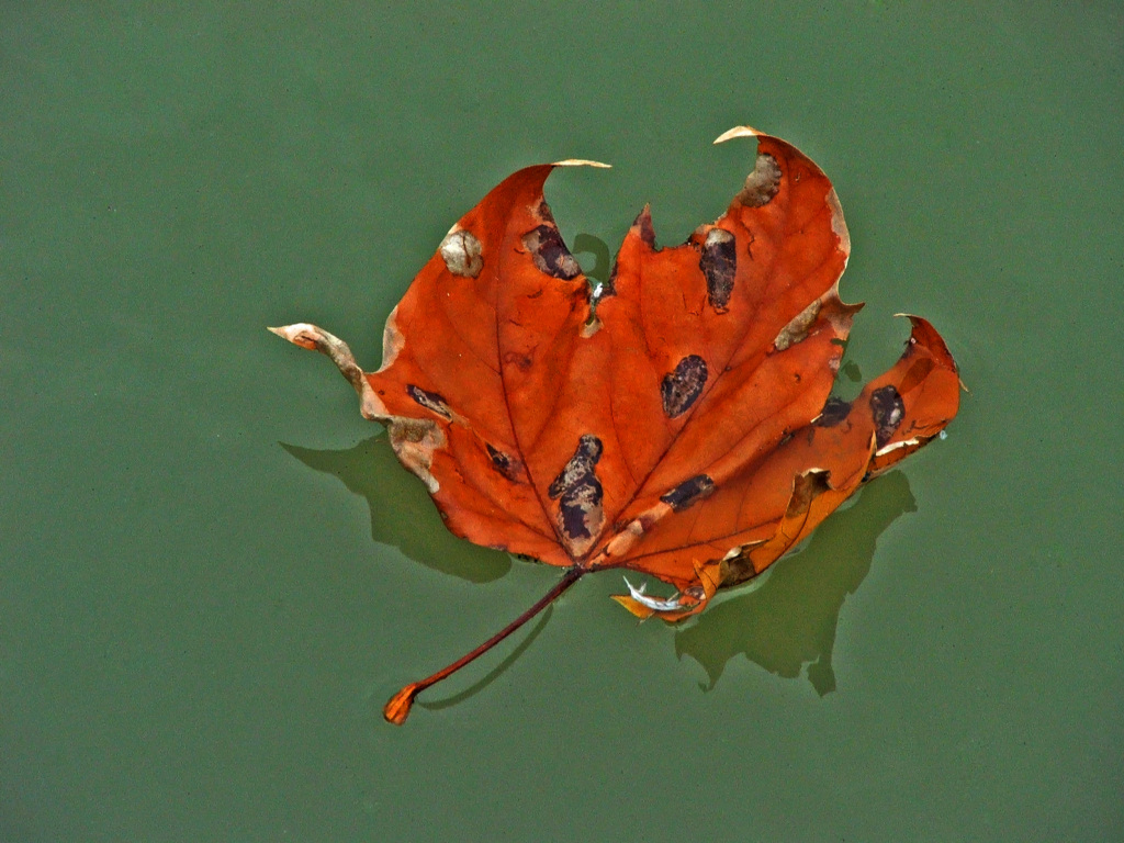 Fonds d'cran Nature Saisons - Automne Feuille d\'automne...