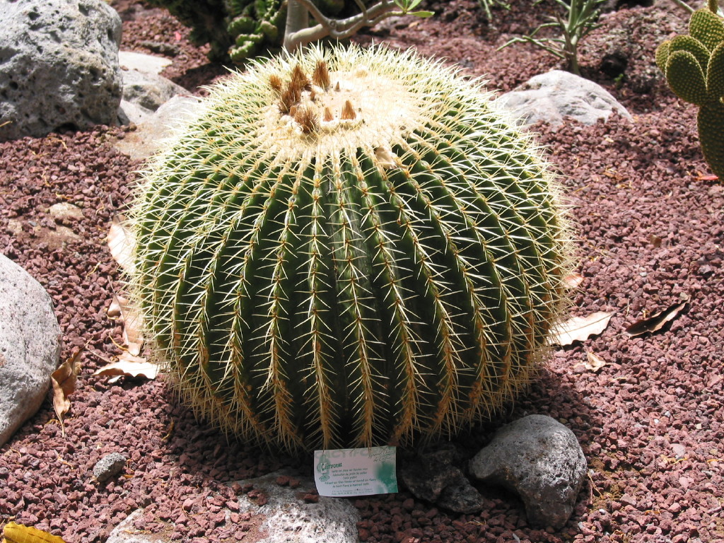 Fonds d'cran Nature Plantes - Arbustes Cactus