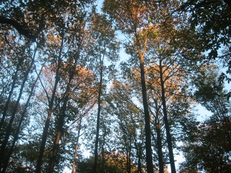 Fonds d'cran Nature Saisons - Automne Bonjour Automne