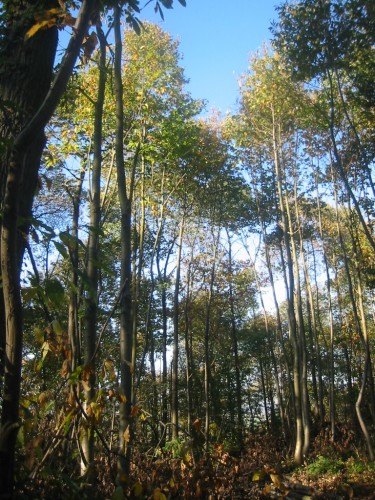 Fonds d'cran Nature Arbres - Forts Grands chatagniers