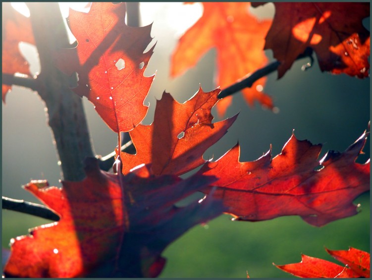 Wallpapers Nature Seasons - Fall Feuilles d'automne