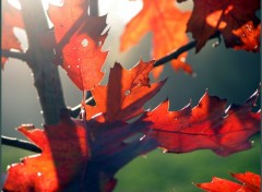 Wallpapers Nature Feuilles d'automne