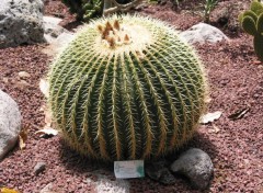 Fonds d'cran Nature Cactus