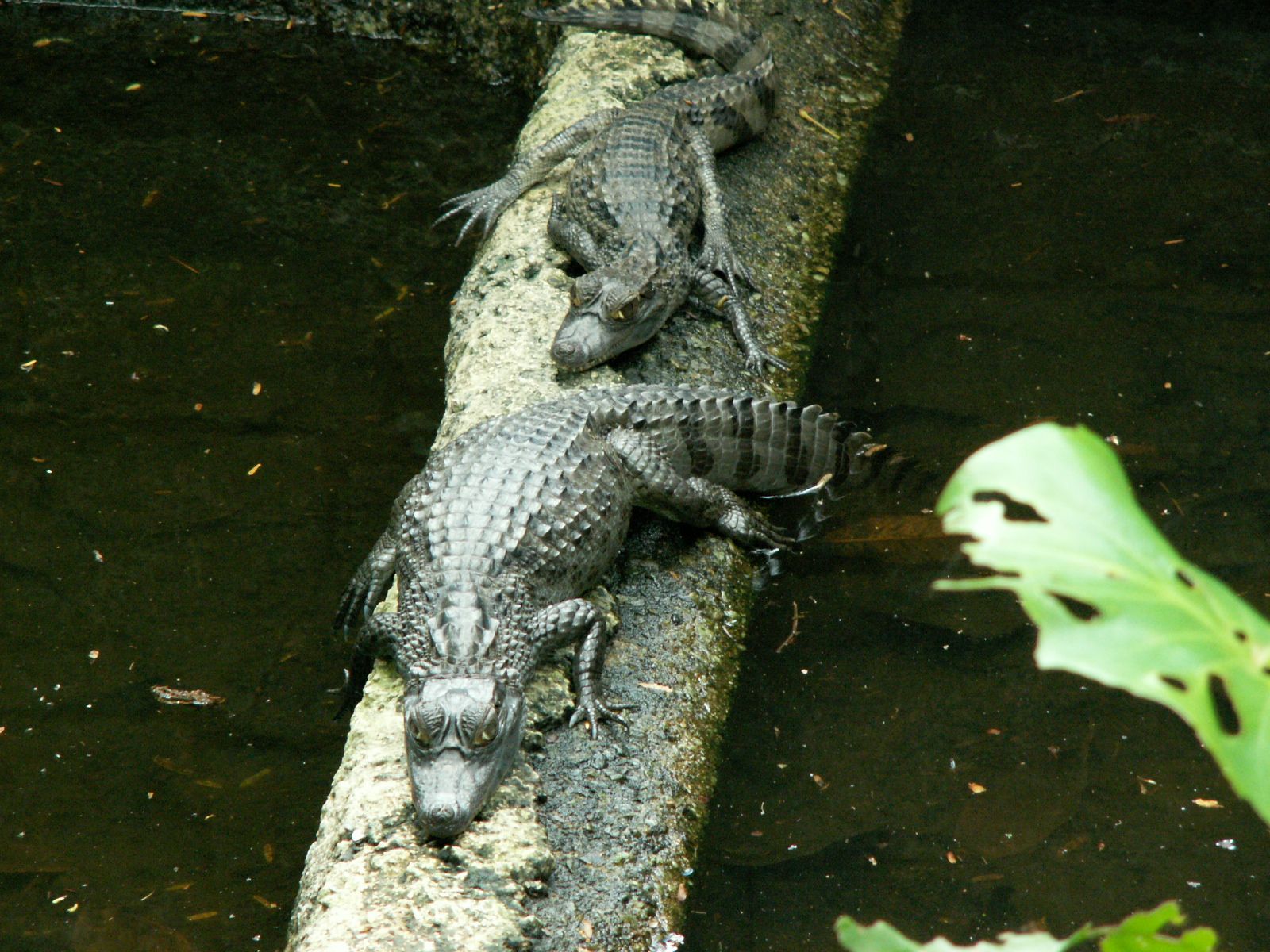 Wallpapers Animals Crocodile - Alligator - Caiman camans