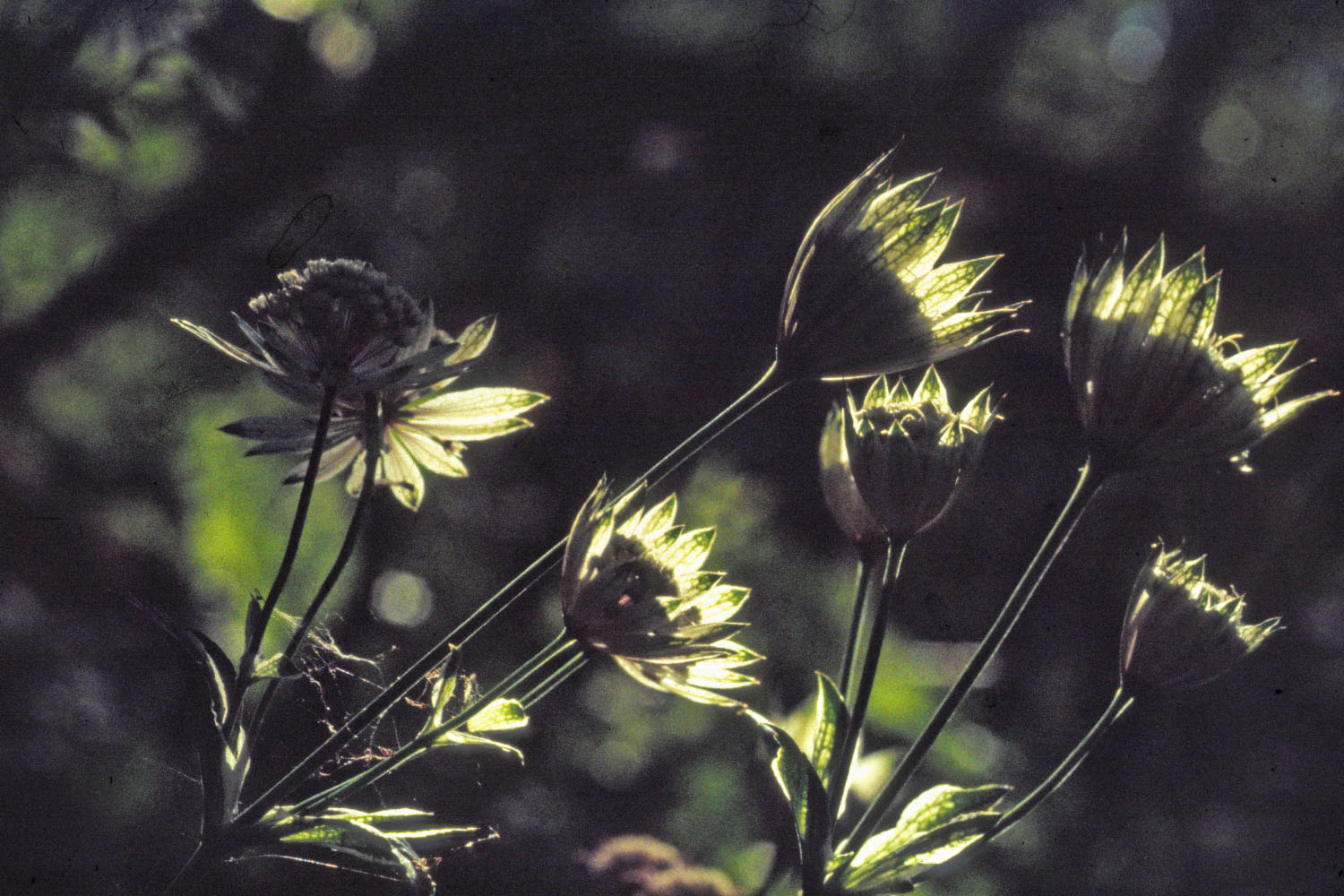 Wallpapers Nature Flowers Flore alpine