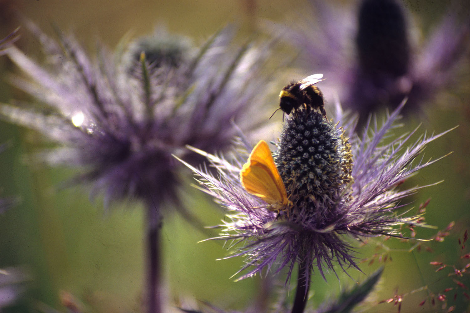 Wallpapers Nature Flowers Flore alpine