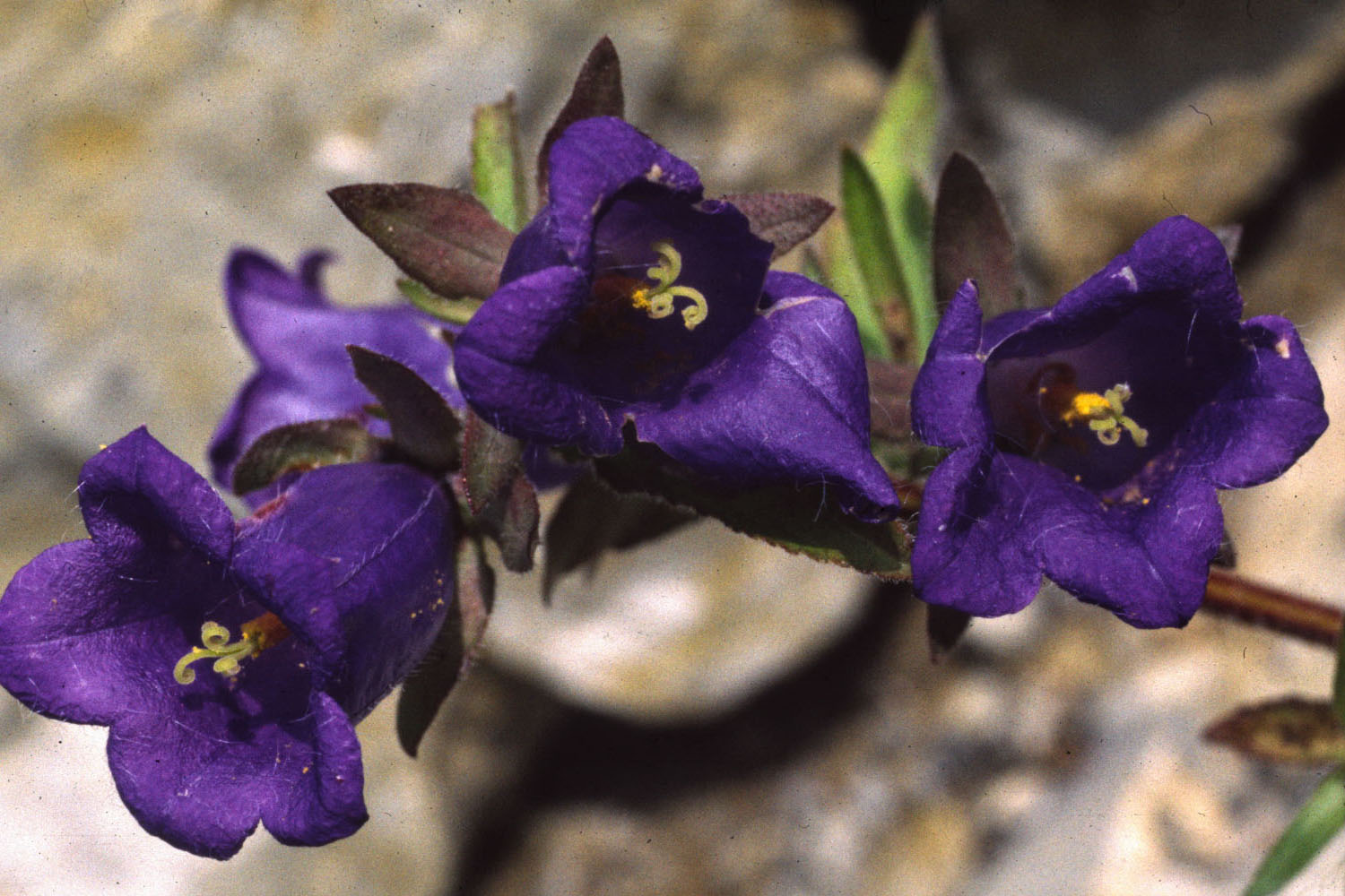 Fonds d'cran Nature Fleurs Flore alpine