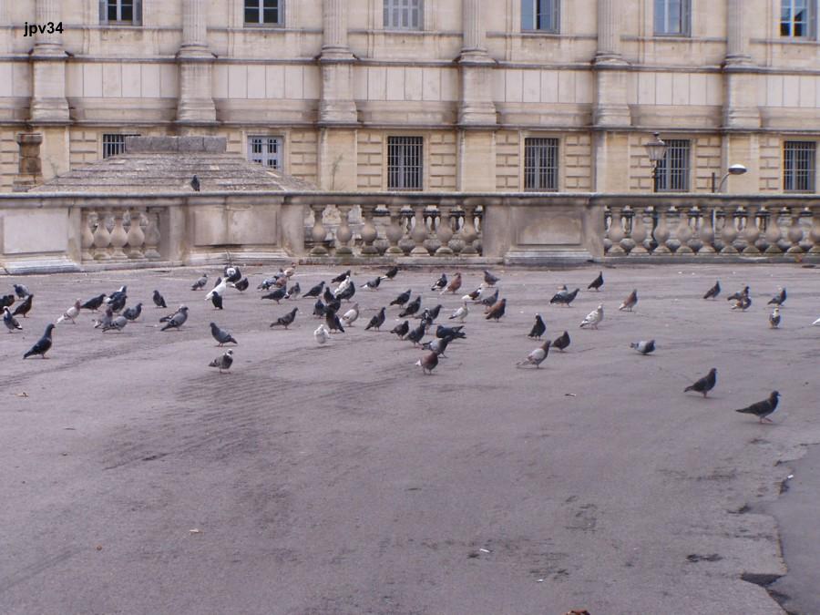 Wallpapers Animals Birds - Pigeons and Doves montpellier(34)