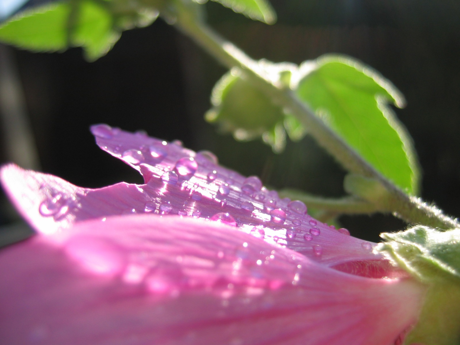 Fonds d'cran Nature Fleurs Fleur au reveil