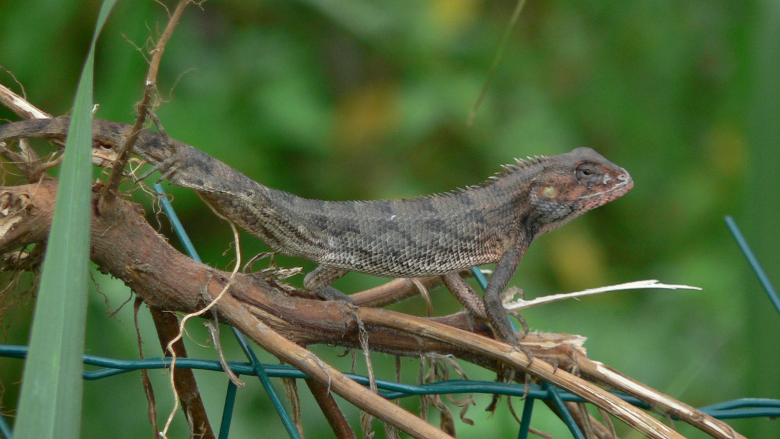 Fonds d'cran Animaux Lzards - Iguanes sur mon grillage il bronze!!