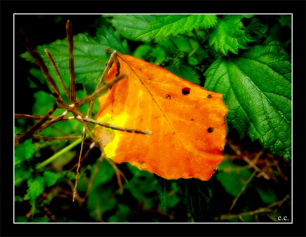 Wallpapers Nature Seasons - Fall Feuille d'automne