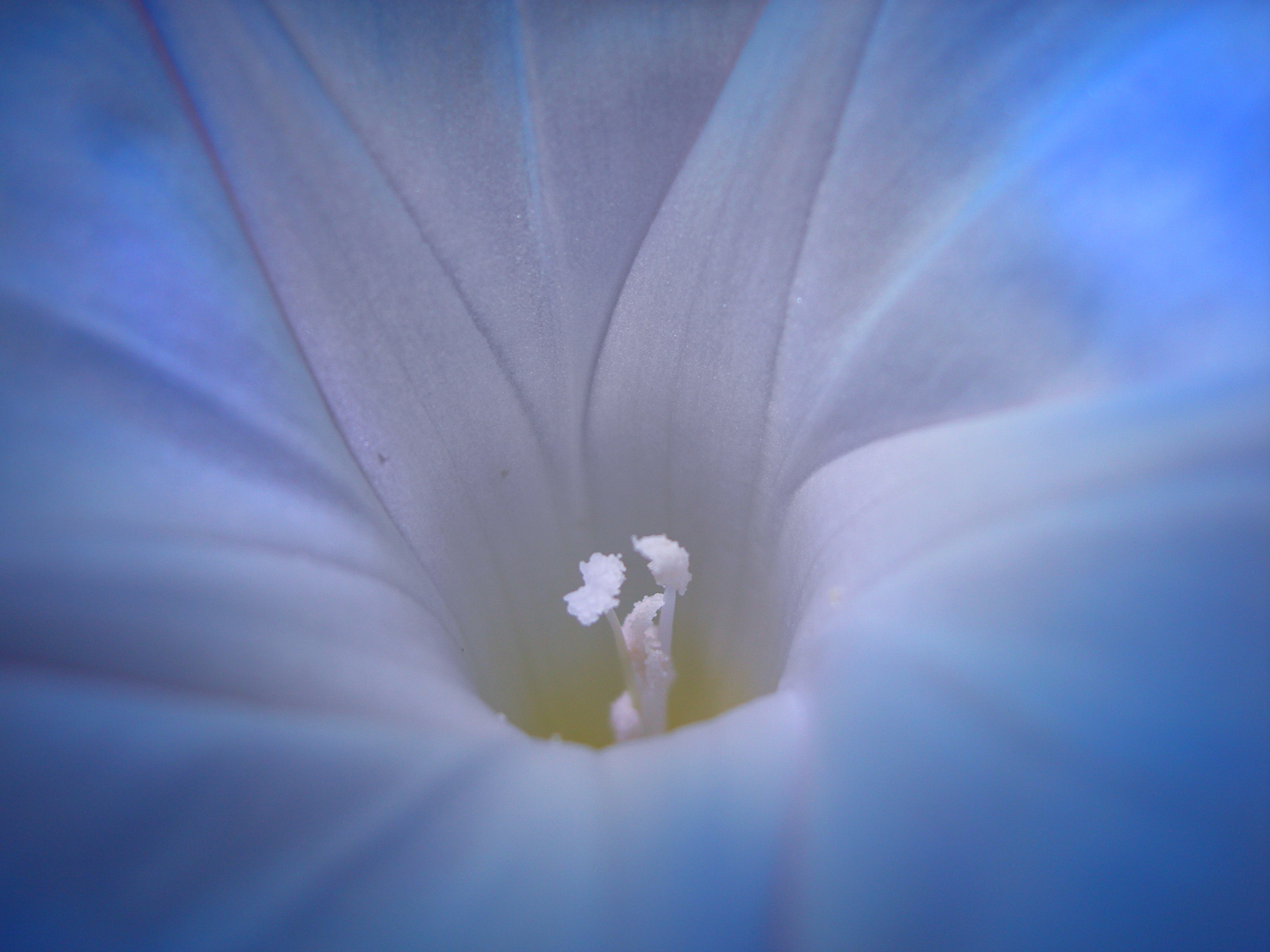 Wallpapers Nature Flowers volubilys