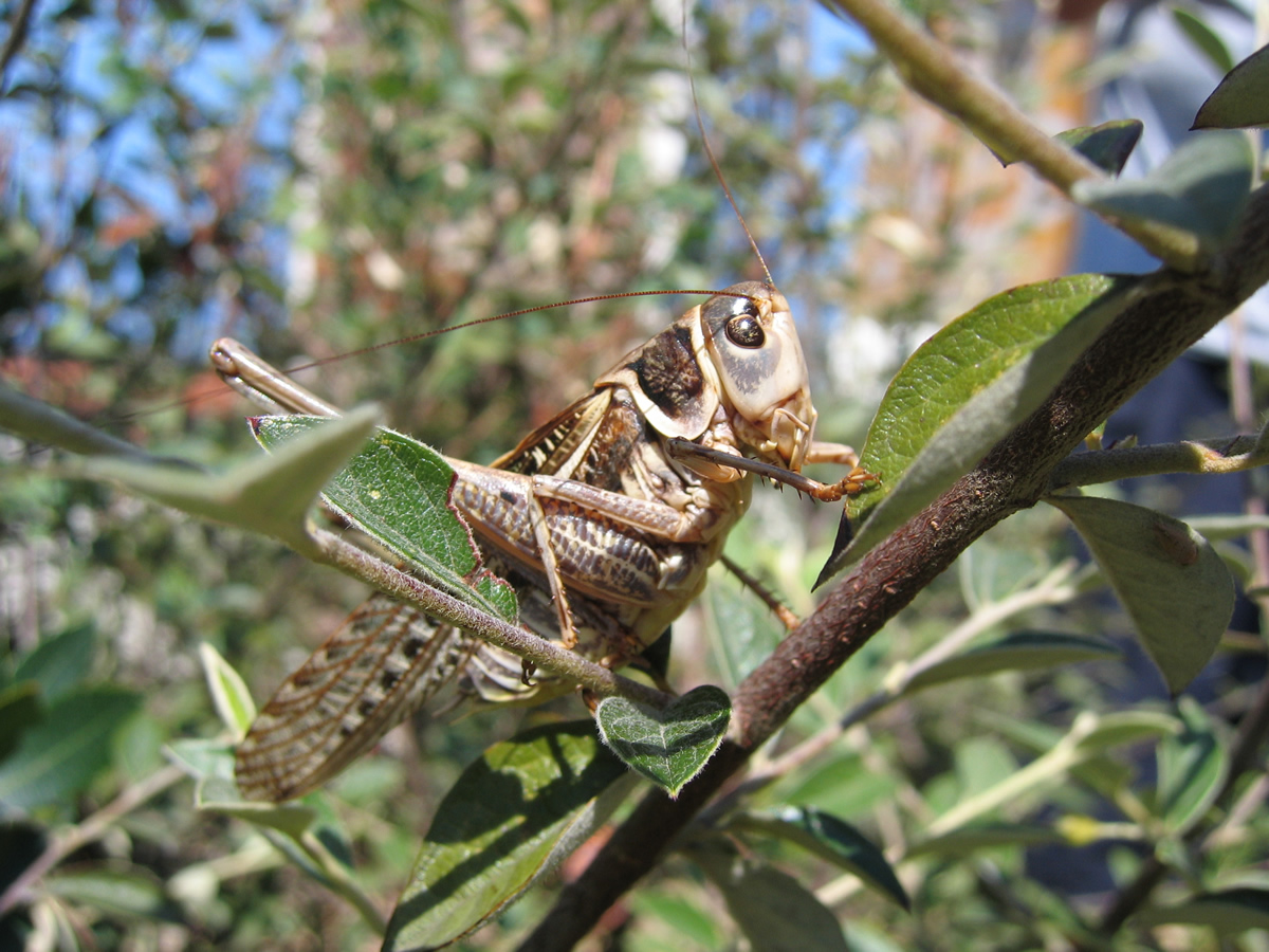 Wallpapers Animals Insects - Grasshoppers and Locusts Decticus ( confirmer)