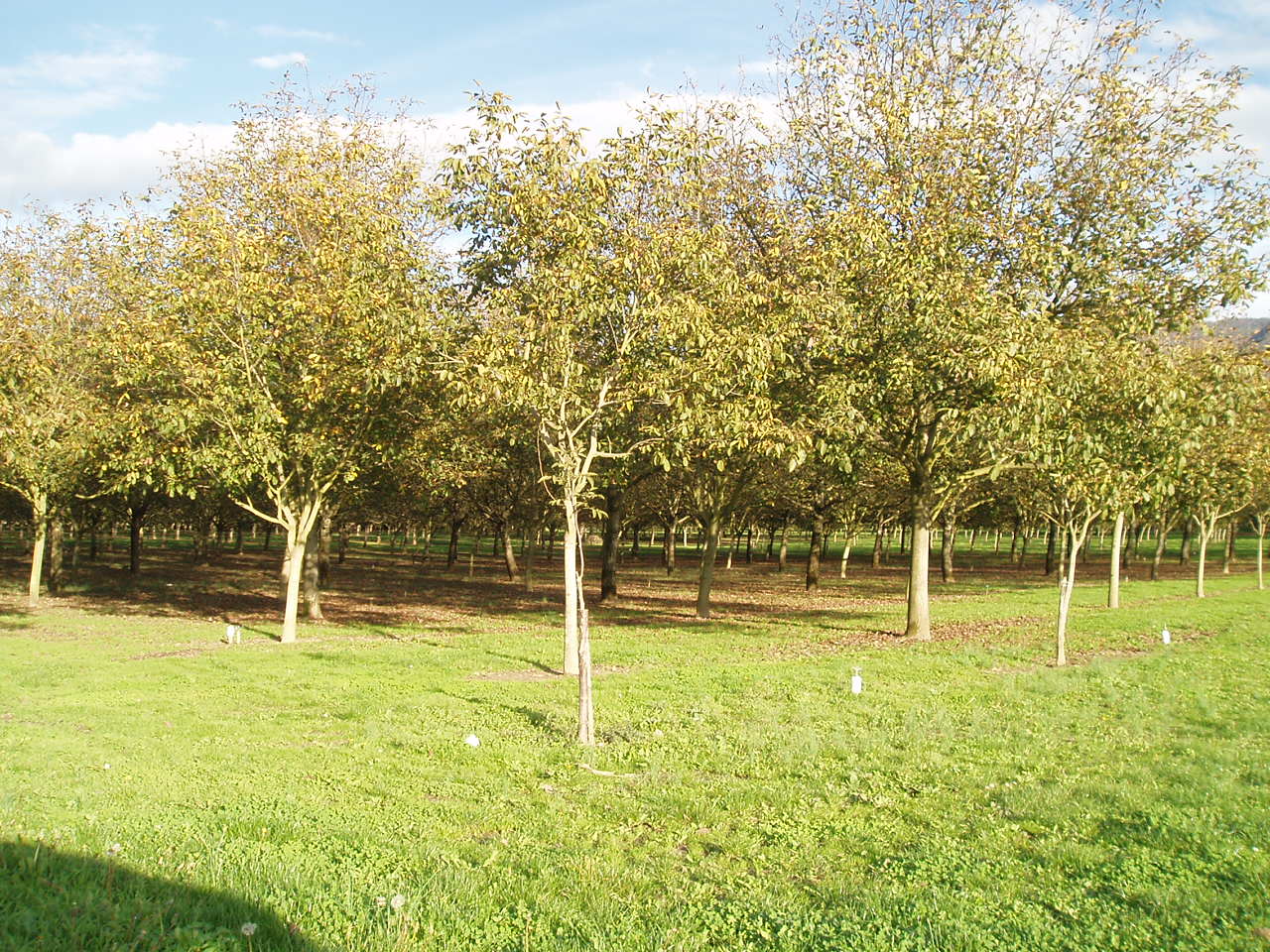 Fonds d'cran Nature Arbres - Forts Les Noyers de Grenoble