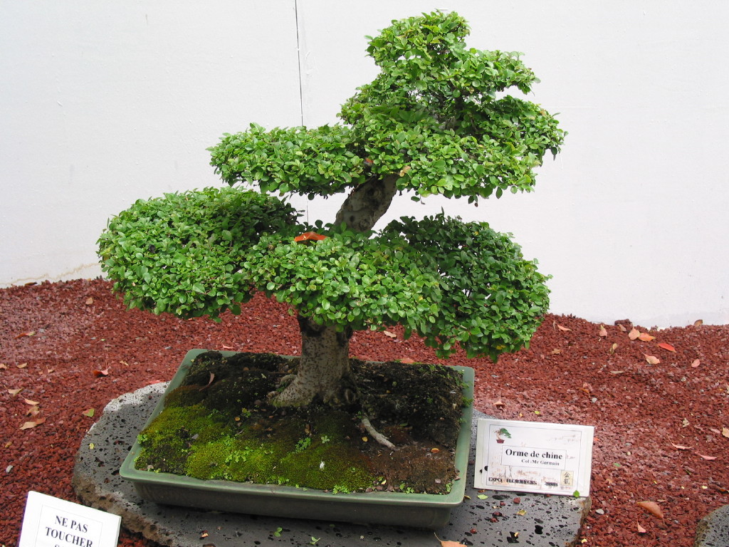 Fonds d'cran Nature Plantes - Arbustes Bonzai3