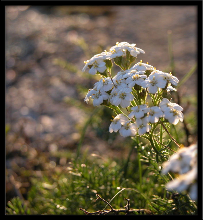 Fonds d'cran Nature Fleurs Fleurs sauvages