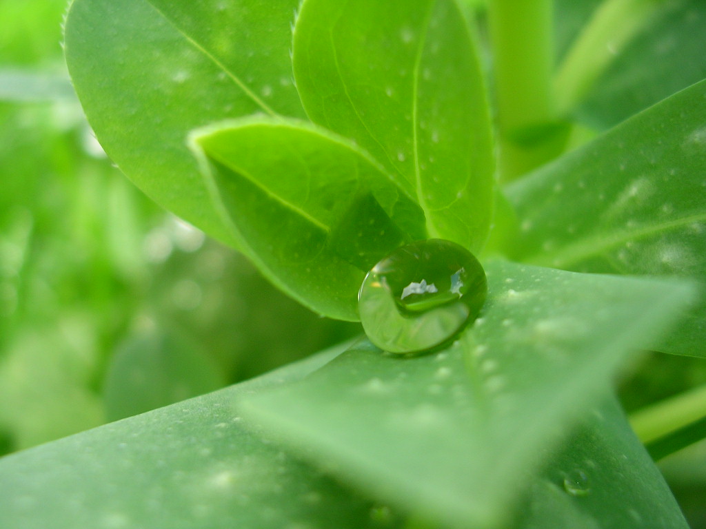 Wallpapers Nature Water Un autre goutte...