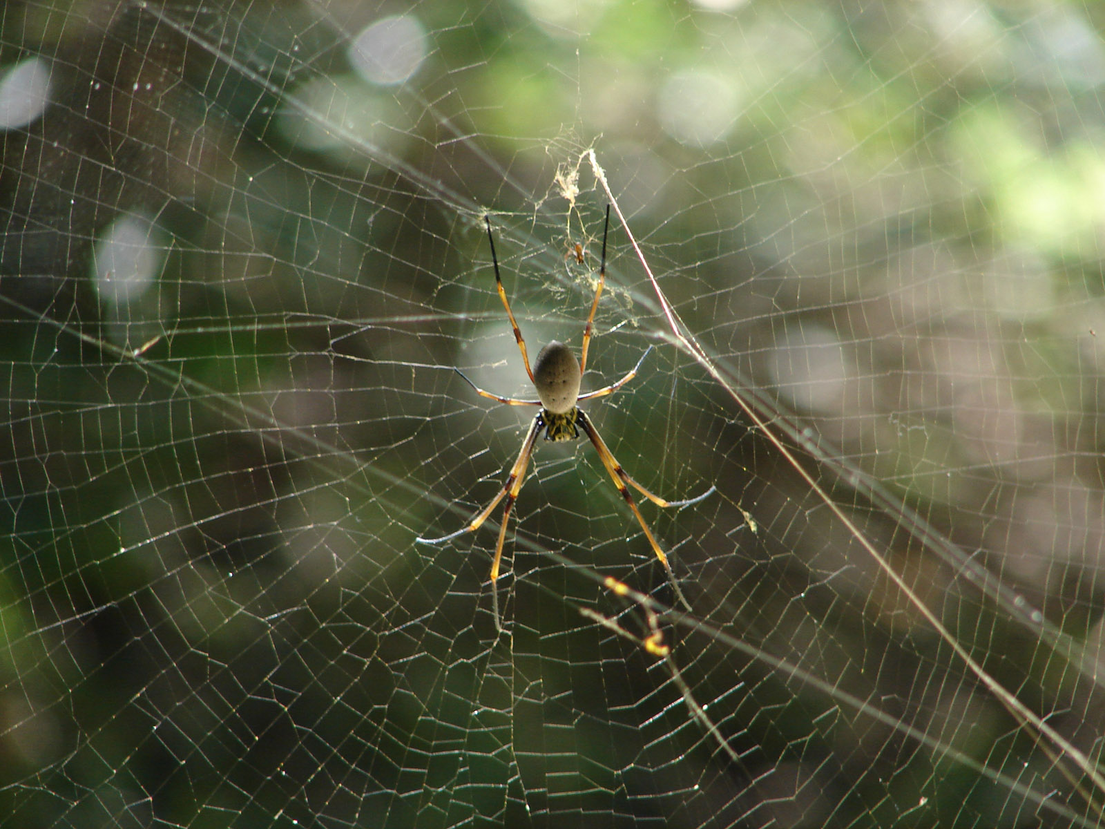 Wallpapers Animals Spiders Araigne dans le parc forestier de Nouma