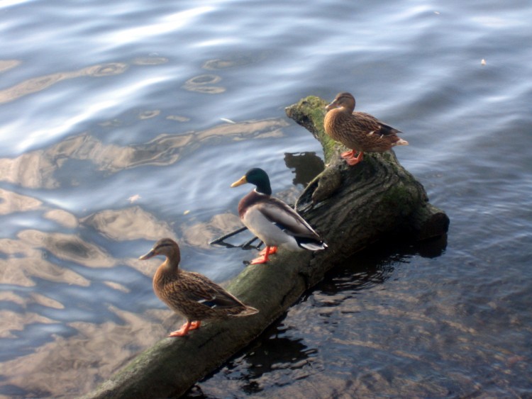 Wallpapers Animals Birds - Ducks Il est encore en retard le bus!!