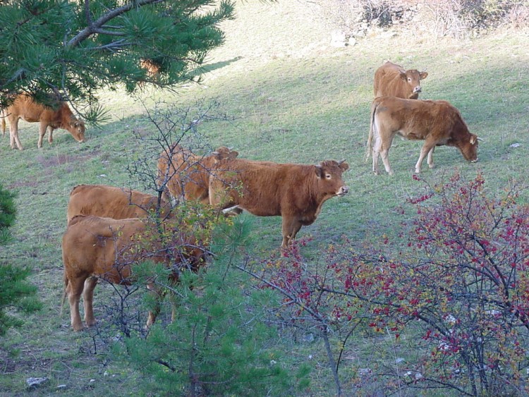 Fonds d'cran Animaux Vaches - Taureaux - Boeufs tarines