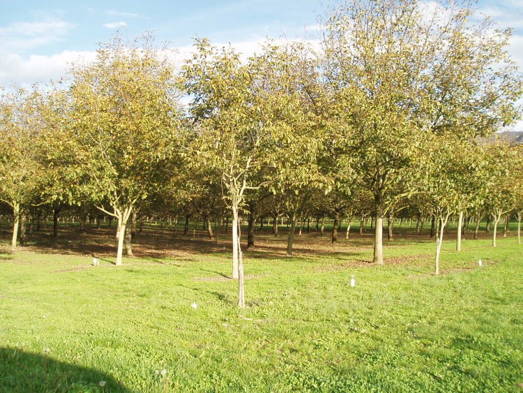 Fonds d'cran Nature Arbres - Forts Les Noyers de Grenoble